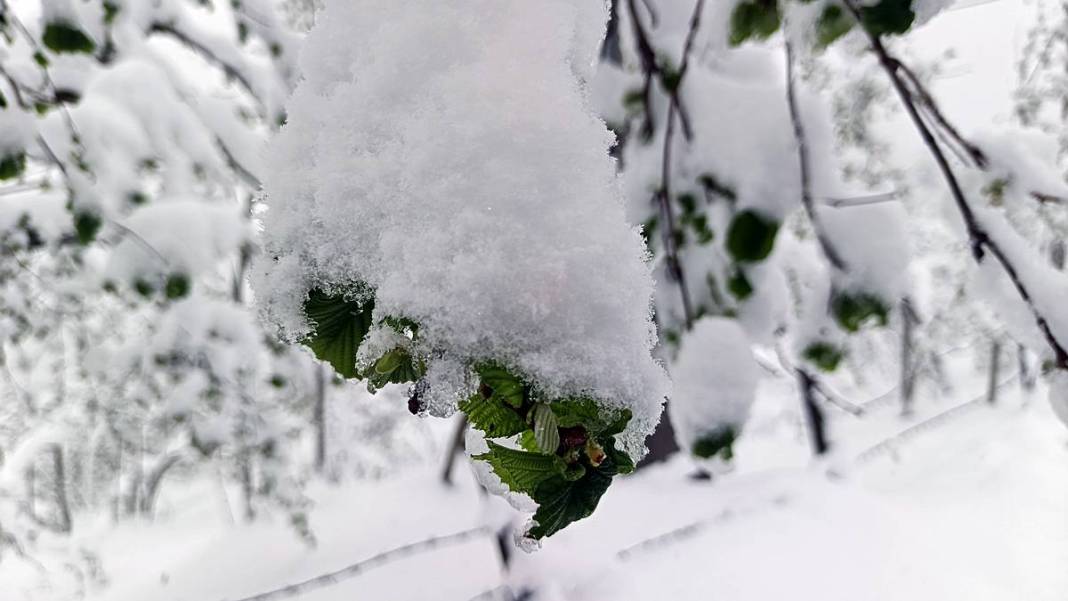 Tarımda tarihin en büyük felaketi yaşanıyor! Meyve, sebze fiyatlarında rekor artış yaşanacak 5